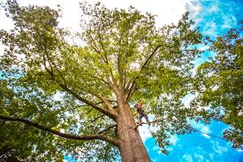 East Wenatchee, WA Tree Care  Company