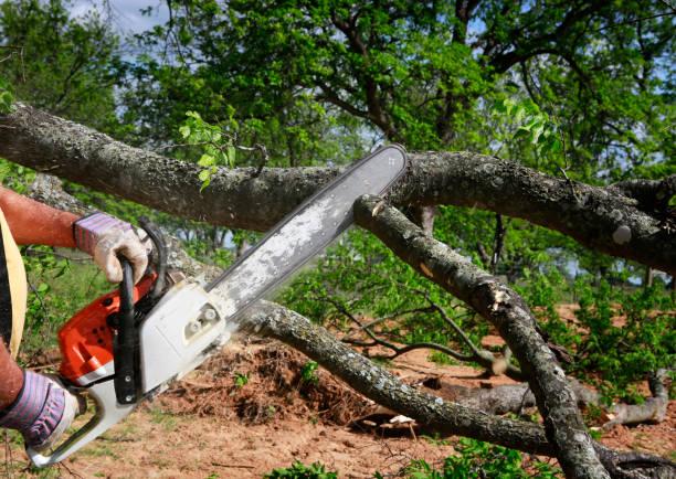 How Our Tree Care Process Works  in  East Wenatchee, WA